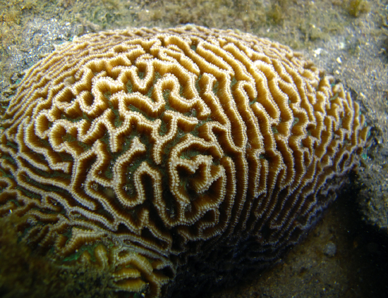  Platygyra daedalea (Maze Brain Coral)